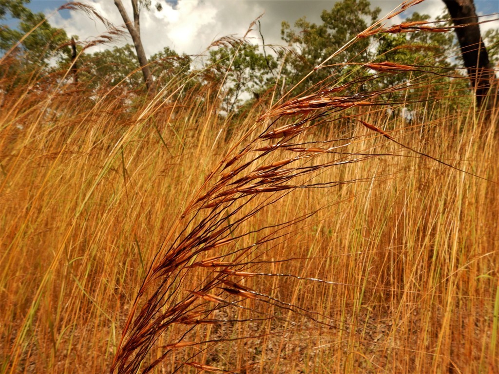Sorghum intrans