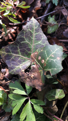 Hedera helix