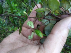 Grevillea mucronulata