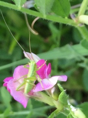 Tettigonia orientalis