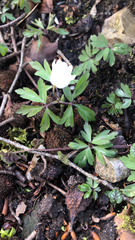 Anemonoides nemorosa