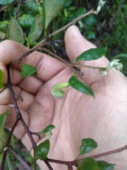 Grevillea mucronulata