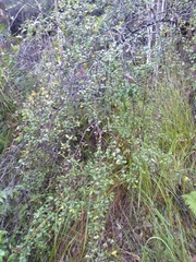 Grevillea mucronulata