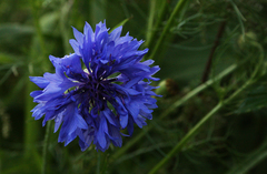 Centaurea cyanus