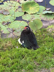 Cairina moschata domestica