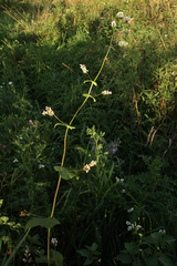 Fagopyrum esculentum