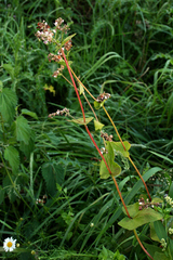 Fagopyrum esculentum