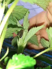 Panorpa meridionalis