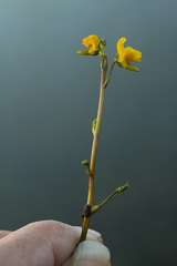 Utricularia australis