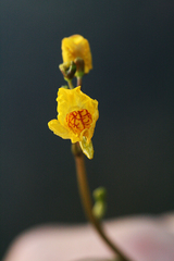 Utricularia australis