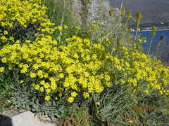 Aurinia saxatilis