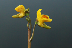 Utricularia australis