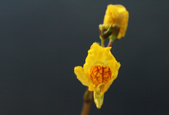 Utricularia australis