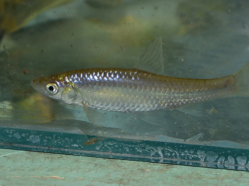 Topmouth Gudgeon