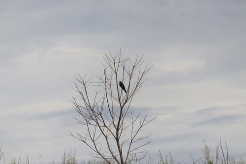 Giant Cowbird