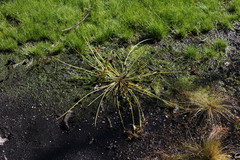 Cyperus sanguinolentus