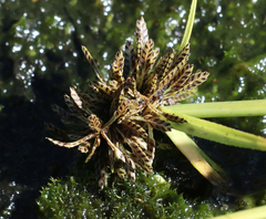 Cyperus sanguinolentus