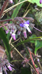 Trachystemon orientalis