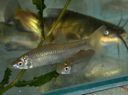 Topmouth Gudgeon
