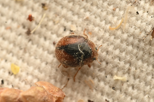 Loew's Lady Beetle photo 4