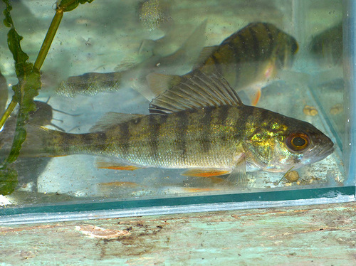 European Perch