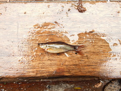 Osteochilus