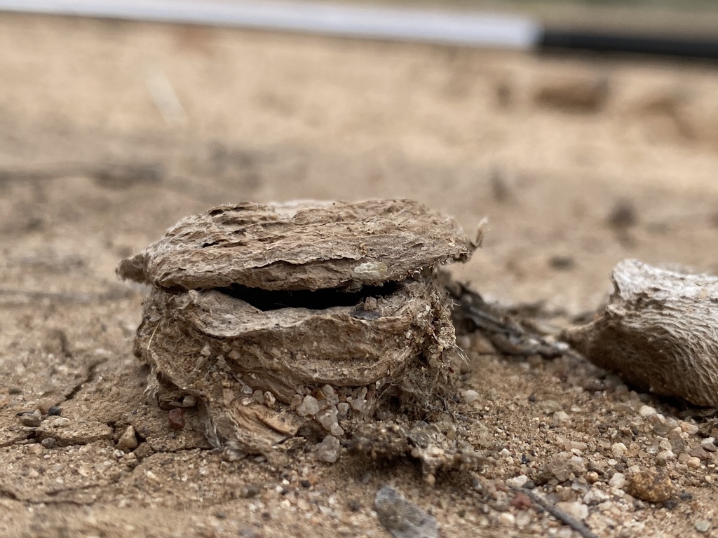 Corklid Trapdoor Spiders from Heroica Guaymas de Zaragoza, SON, MX on