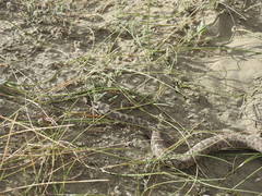 Bothrops ammodytoides