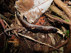 Channa cyanospilos