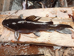 Hemibagrus capitulum