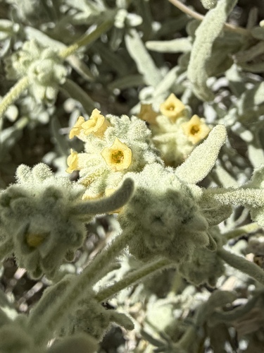 Utah butterflybush (Buddleja utahensis)