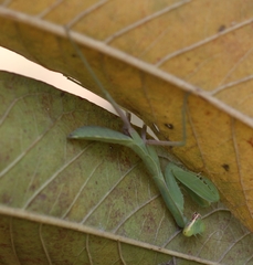 Hierodula tenuidentata