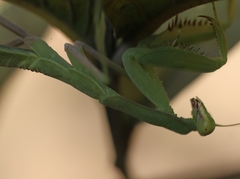 Hierodula tenuidentata