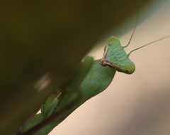 Hierodula tenuidentata