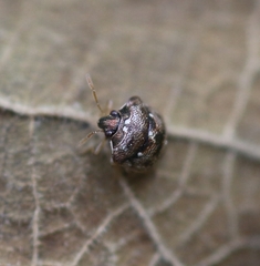 Spermatodes variolosus