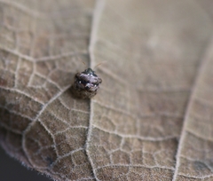 Spermatodes variolosus