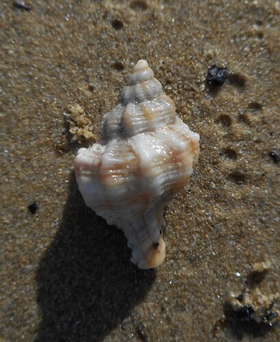 Hexaplex trunculus