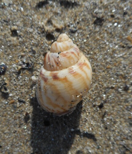 Tritia mutabilis