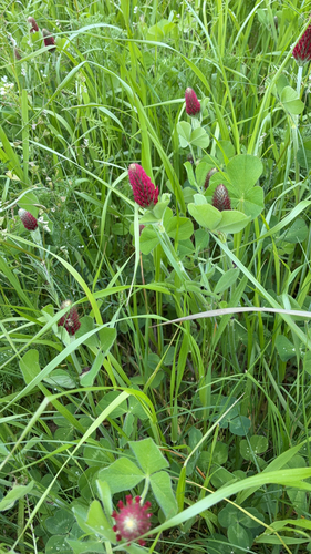 crimson clover