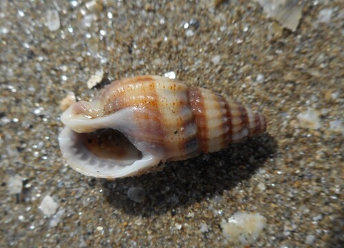 Tritia nitida