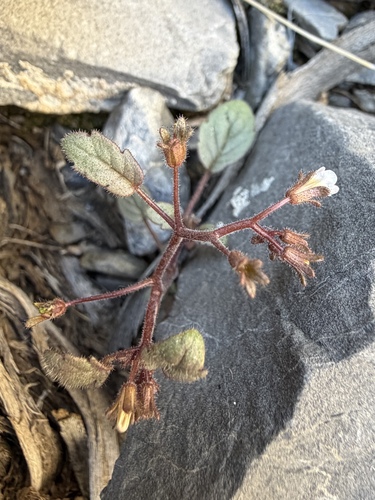 Barneby's phacelia (Phacelia barnebyana)