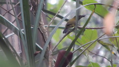 Kurochkinegramma hypogrammicum