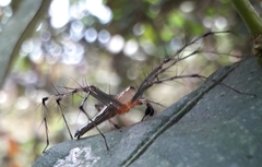Oxyopes