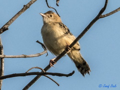 Cisticola ayresii
