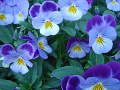 Viola × wittrockiana