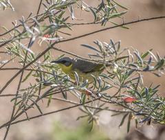Ptilotula keartlandi