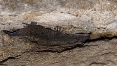 Phyllodactylus homolepidurus
