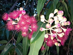 Corymbia ptychocarpa