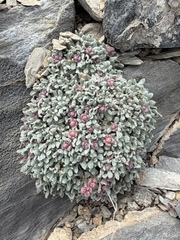 Shockley's Buckwheat (Eriogonum shockleyi)