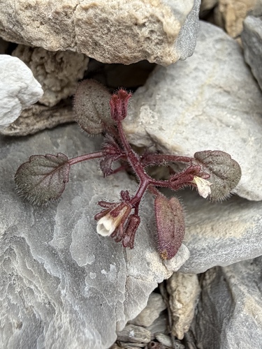 Barneby's phacelia (Phacelia barnebyana)